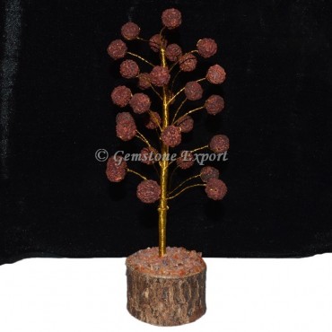 Rudraksha Tree